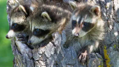 Three Raccoons In The Tree What Eats Raccoons