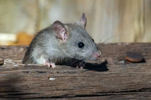 What Eats Rats