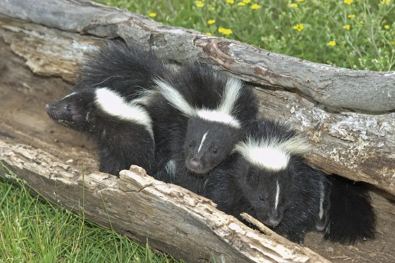 What Eats Skunks? What Do Skunks Eat? Biology Diagrams