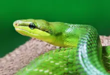 Closeup Image of Green Snake What Eats Snakes