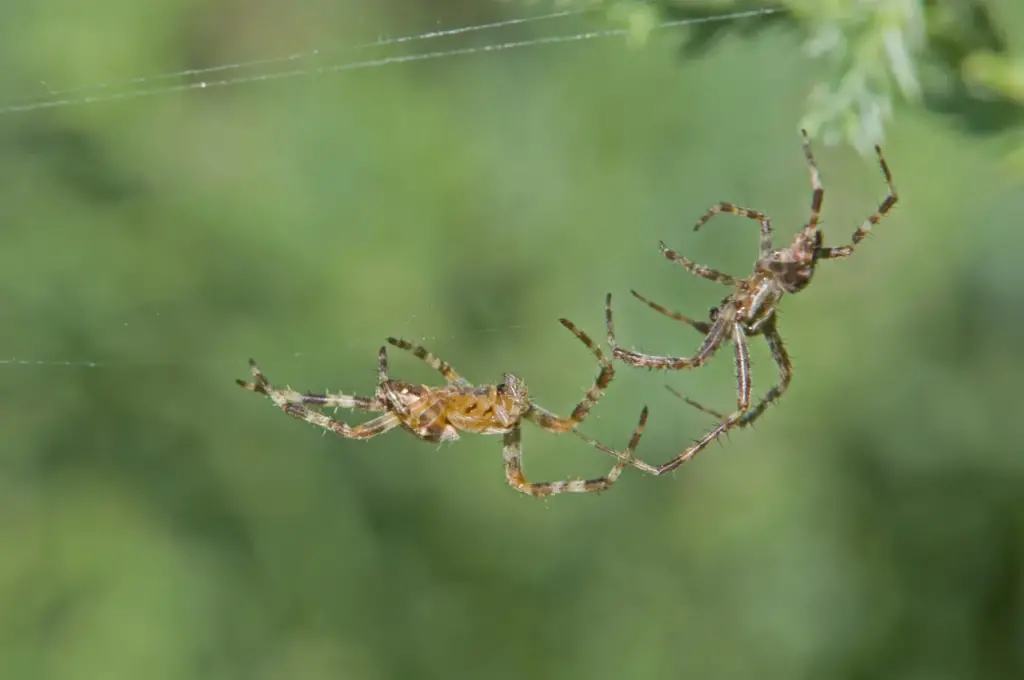 Two Spiders Fighting What Eats Spiders