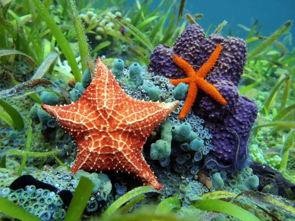 What Eats Starfish