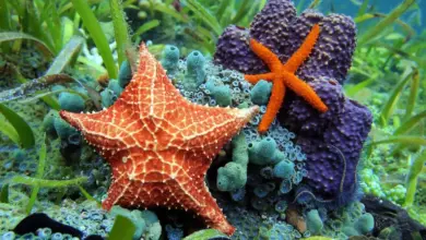 What Eats Starfish