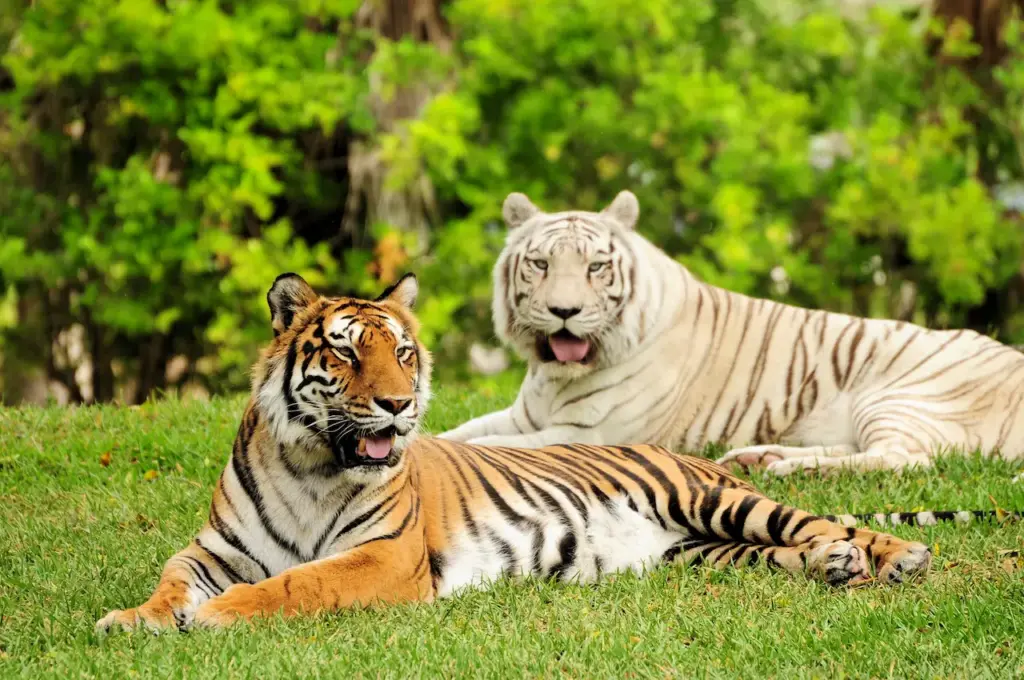 Two Tigers Resting What Eats Tigers