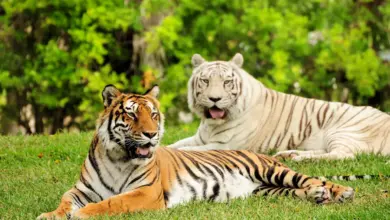 Two Tigers Resting What Eats Tigers