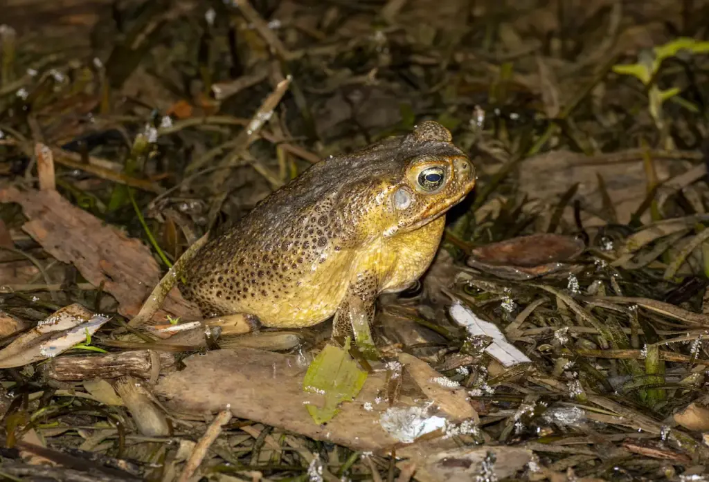 What Eats Toads What Do Toads Eat