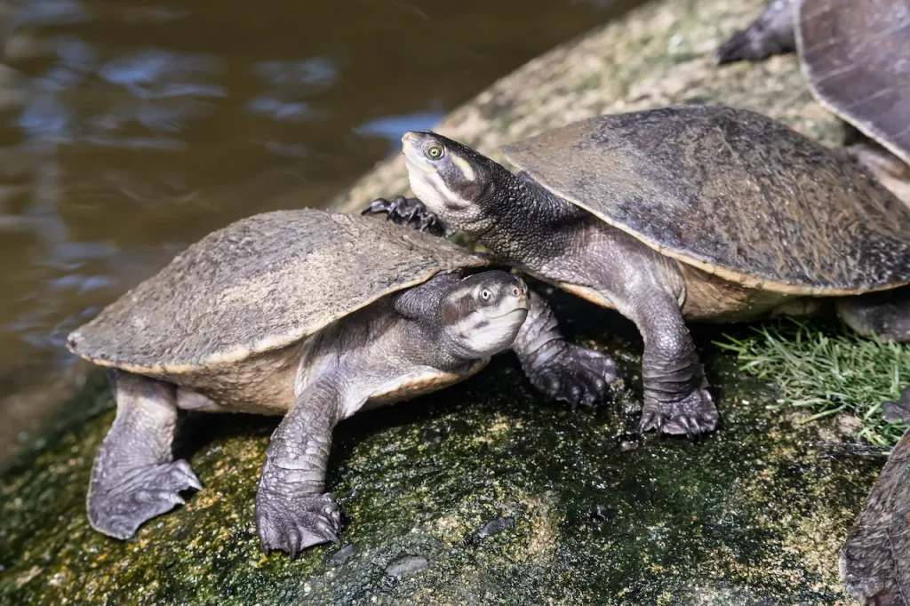 Turtle Basking What Eats Turtles