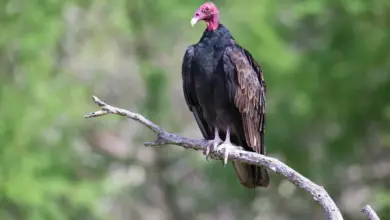 A Vulture Perched on Tree Branch What Eats Vultures