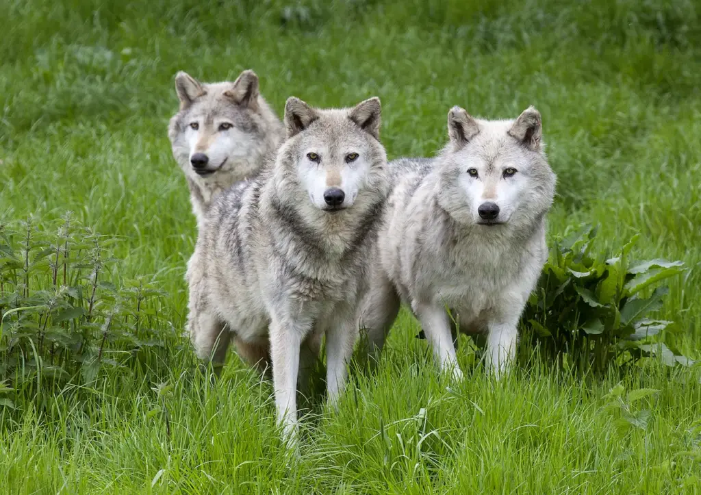 Pack Of Three European Grey Wolves On Green Grass