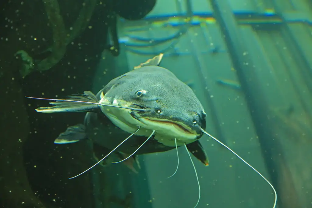 A Catfish Underwater