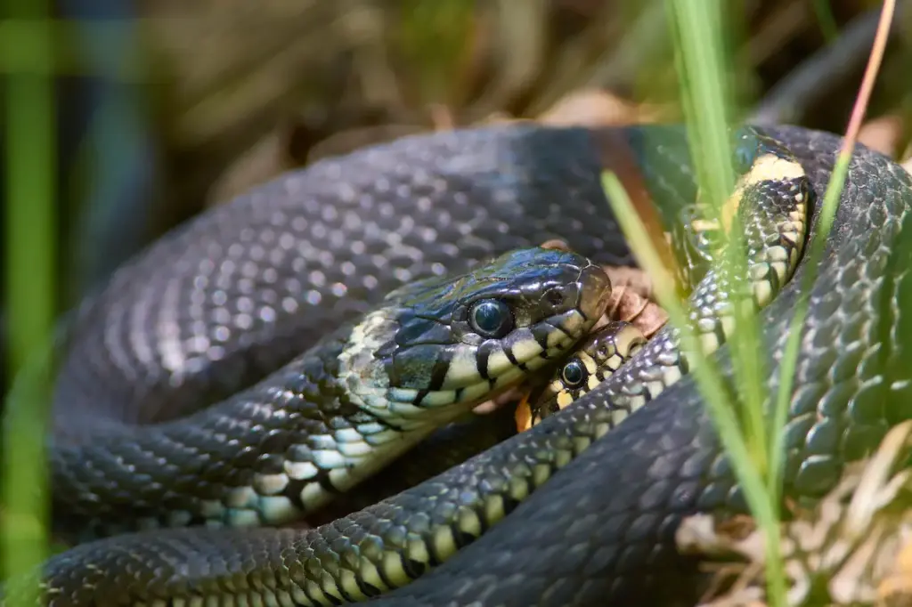 Grass Snakes Entwined In a Spring
