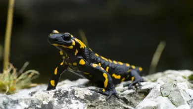 A Salamander on top of a Rock What Eats A Salamander