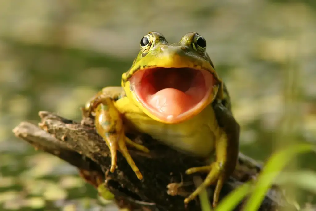 Green Frogs With Mouth Open
