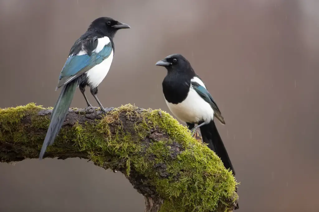 Two Eurasian Magpies On The Tree Branch Covered With Moss