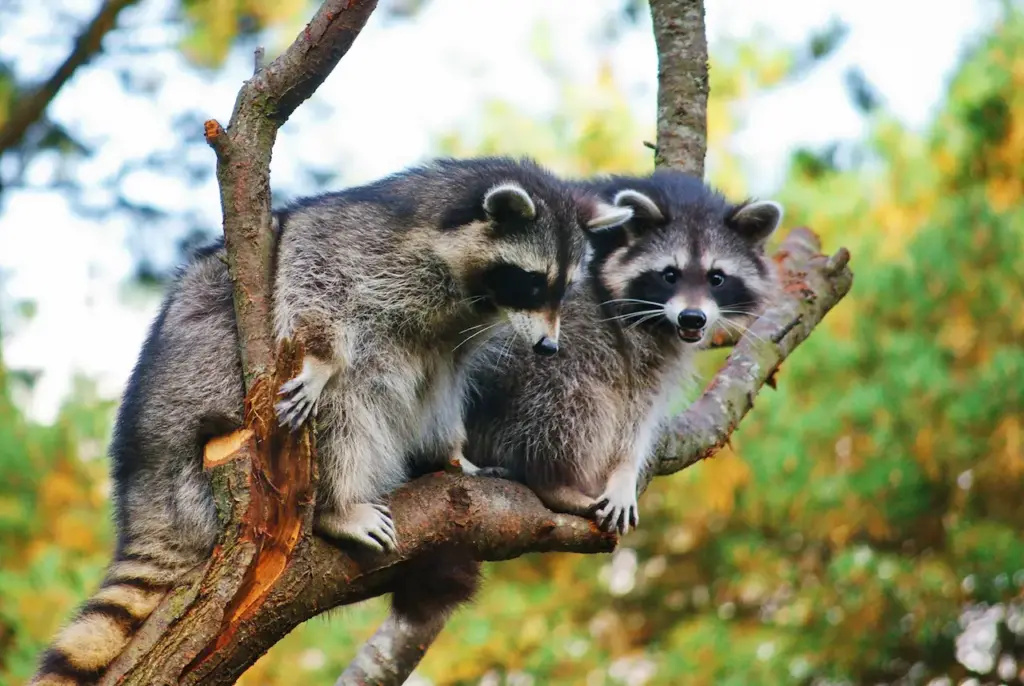 Two Raccoons on the Tree Branch