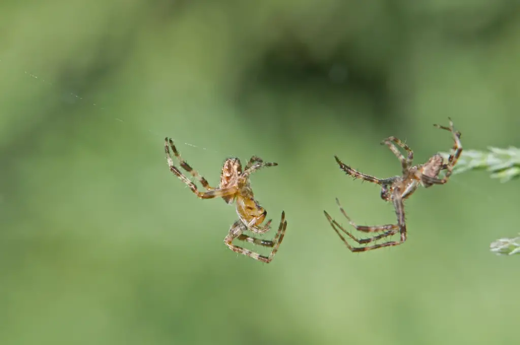 Two Spiders on the Web