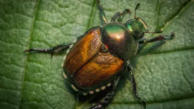 A Beetle on the Leaf What Eats A Japanese Beetle