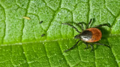 A Ticks on a Leaf What Eats Ticks