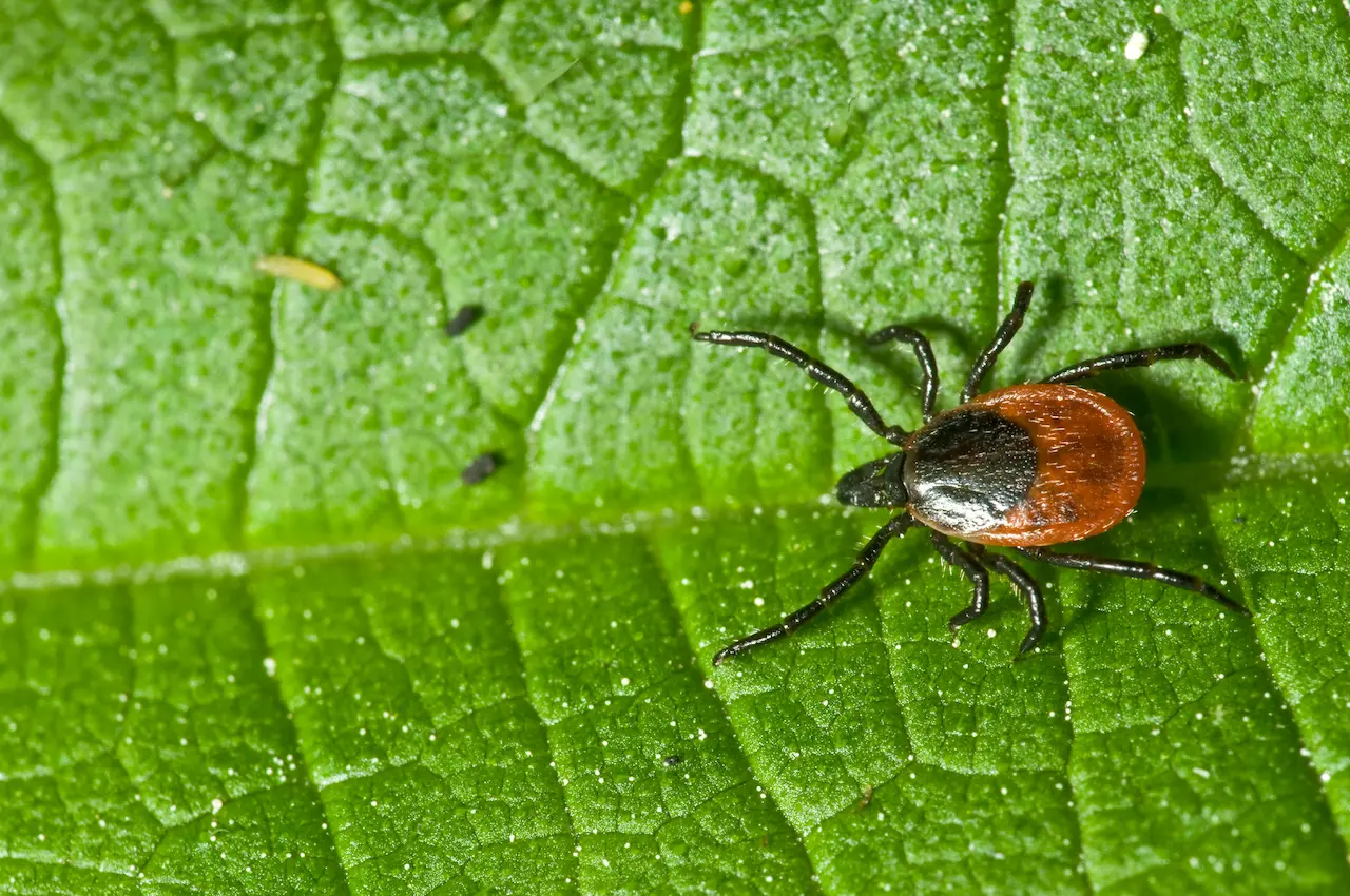 A Ticks on a Leaf What Eats Ticks