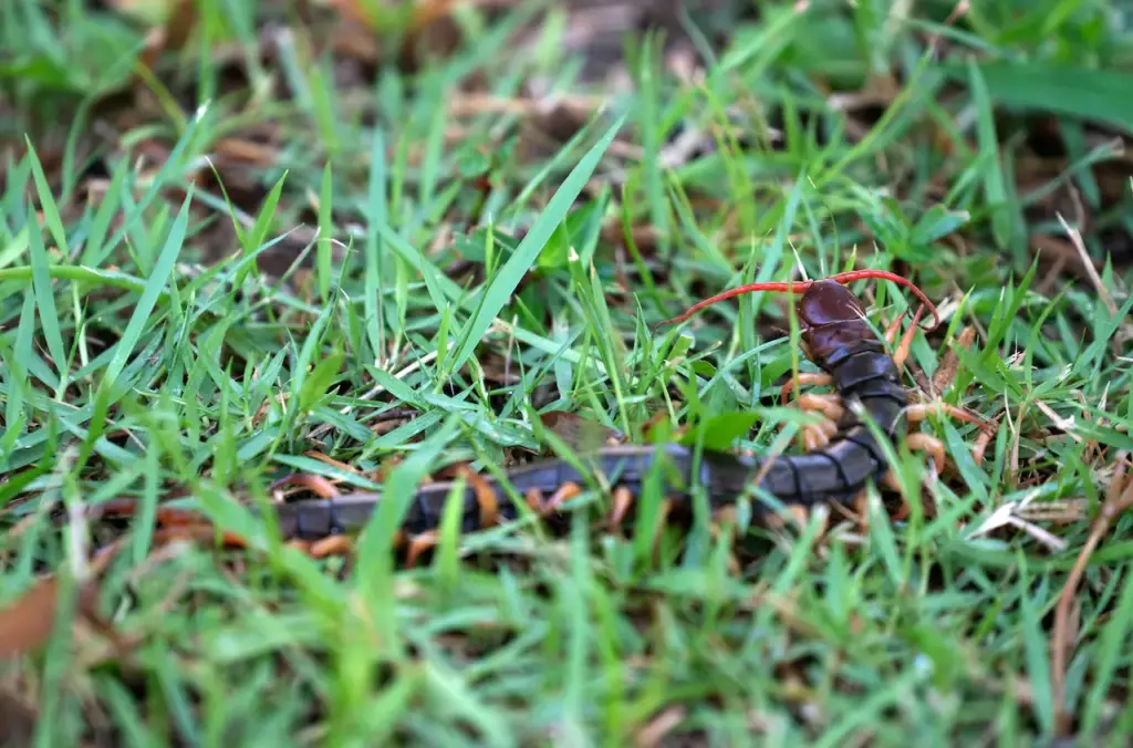 A Giant Centipedes On The Green Grass