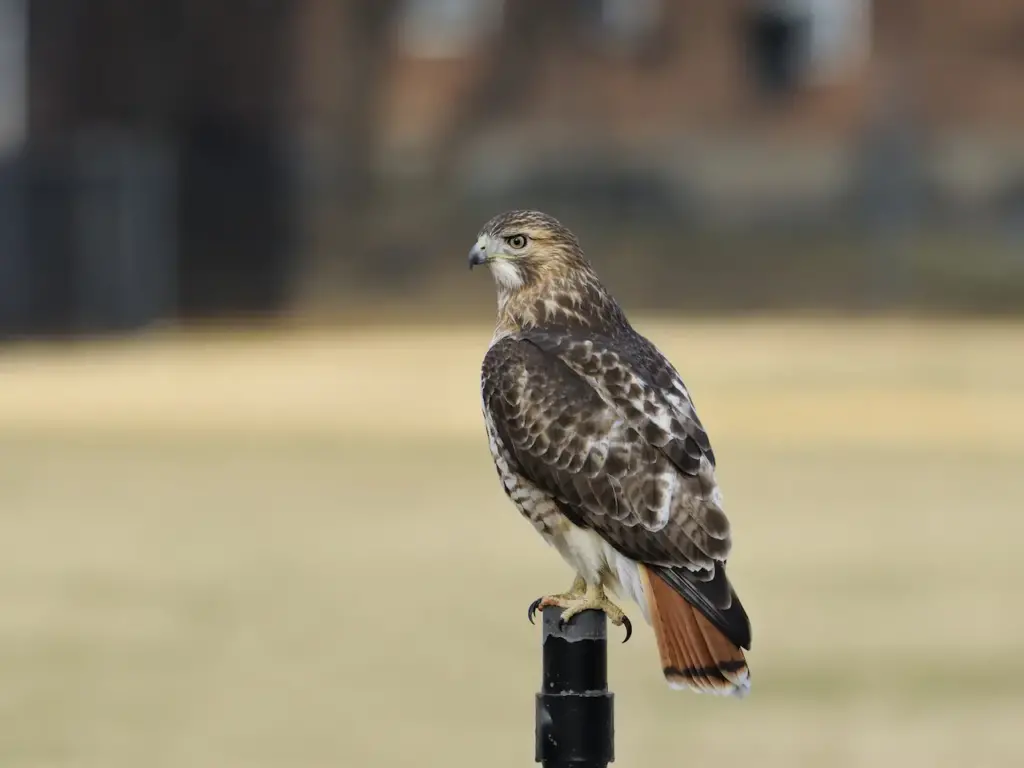 A Red-tailed Hawk On The Post