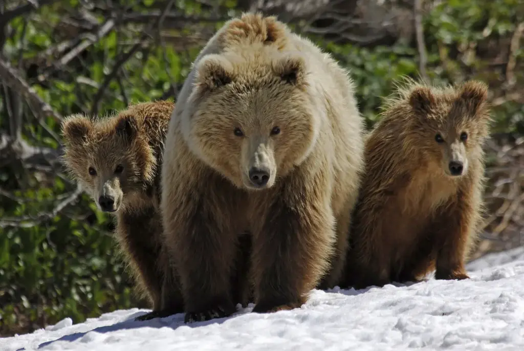 Three Bears on Snowy Field