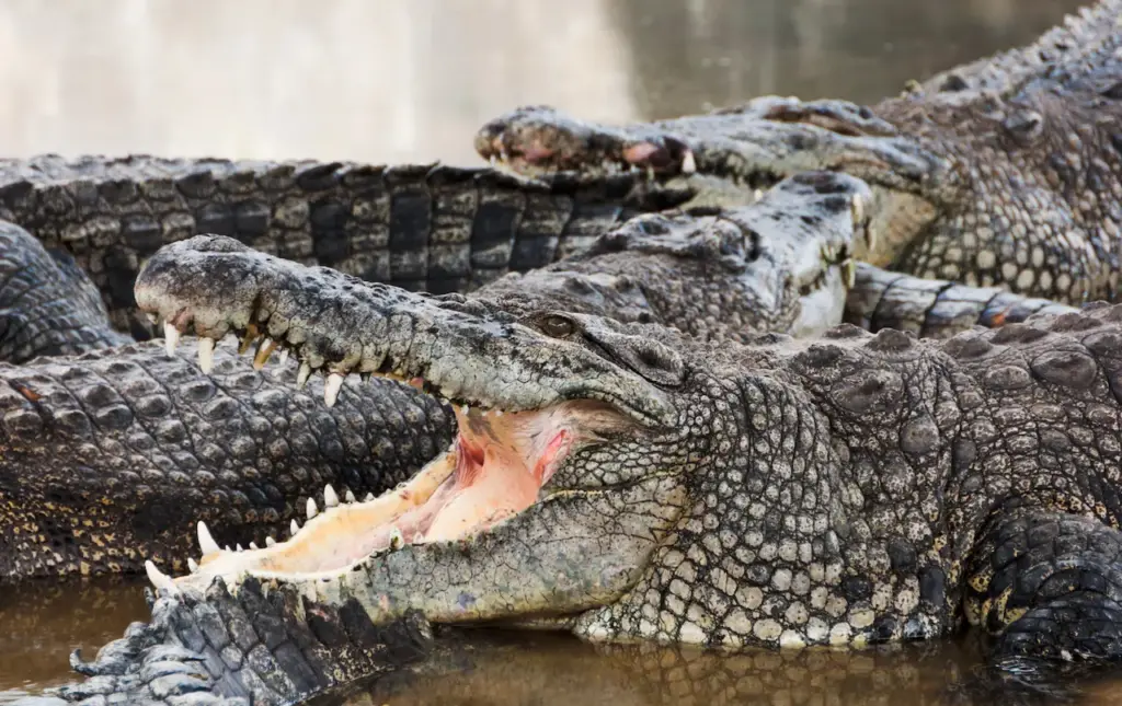 Open Mouth Crocodiles