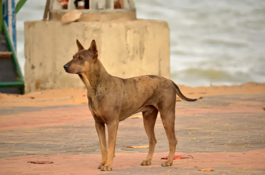 A Feral Dog Standing on The concrete