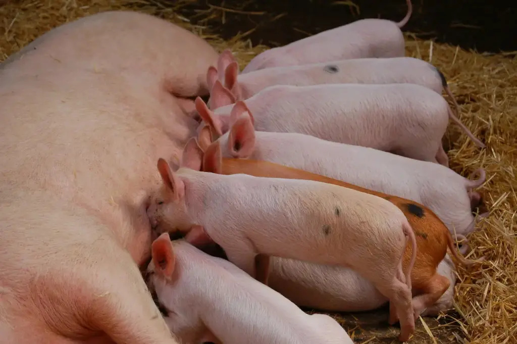 Piglets Milking On Their Mother