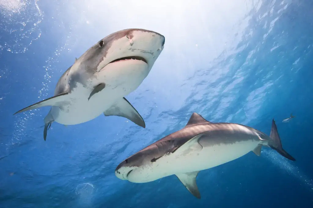 Two Tiger Sharks Underwater 