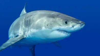 Shark Underwater What Eats A Shark
