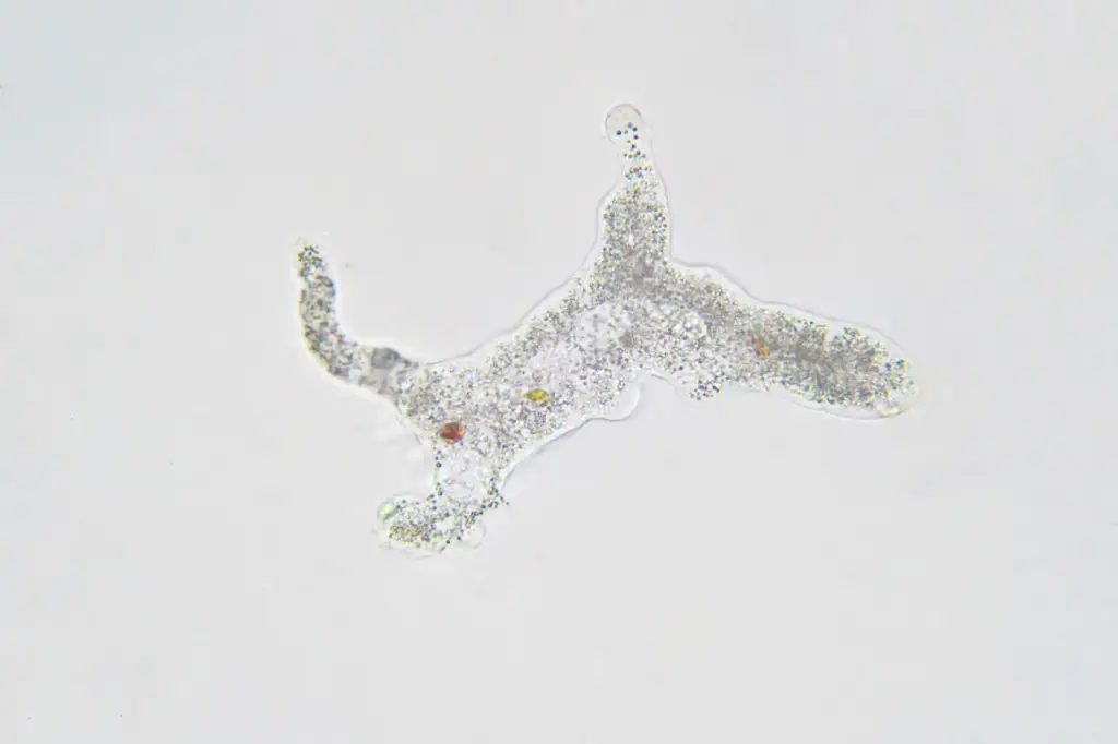 An Amoeba Under Microscope What Eats An Amoeba