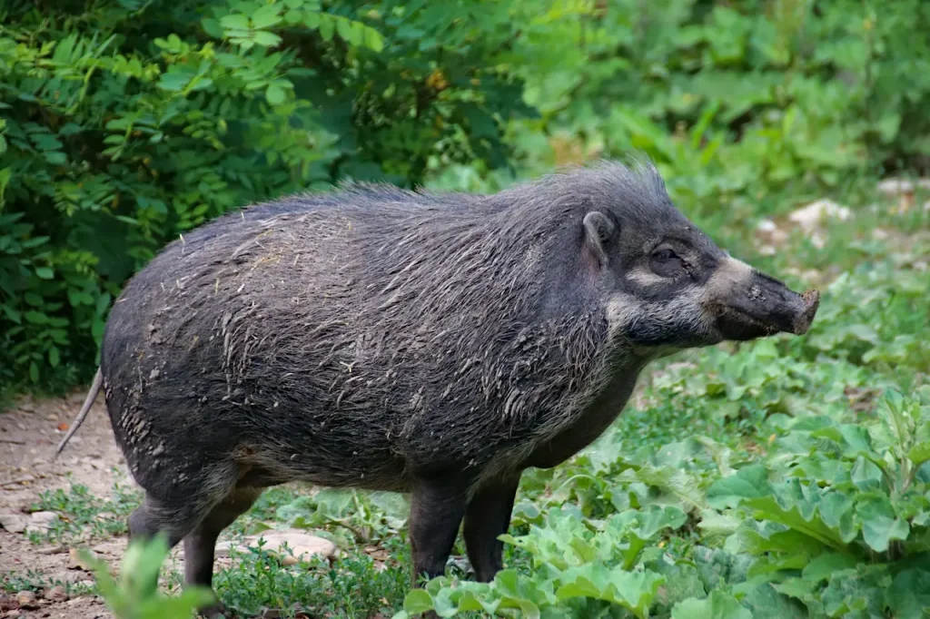 A Black Wild boar In The Forest, What Eats Pigs?