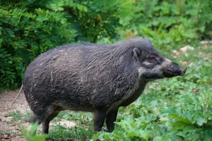 A Black Wild boar In The Forest, What Eats Pigs?