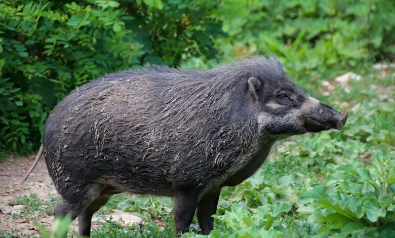 A Black Wild boar In The Forest, What Eats Pigs?