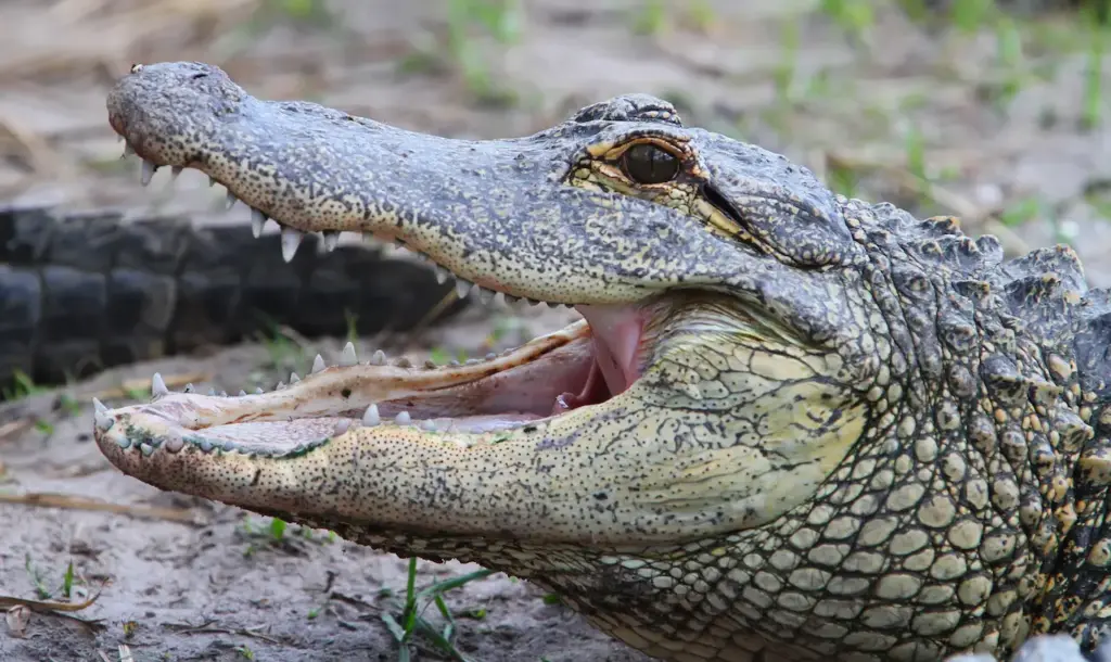 Close Up Image of Crocodiles