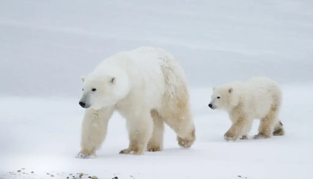 Polar Bears Walking in the Ice 