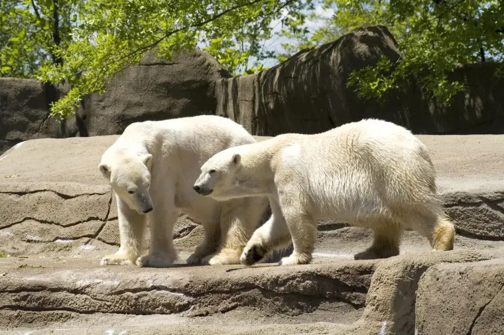 Polar Bears on a Sunny Day