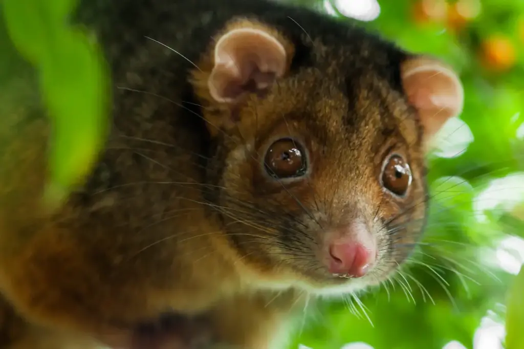Close-up Image of an Opossum, What Eats A Opossum?
