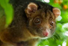 Close-up Image of an Opossum, What Eats A Opossum?