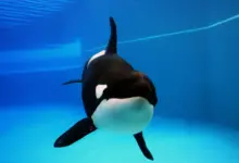 Orca Playing in a Pool What Eats Orcas