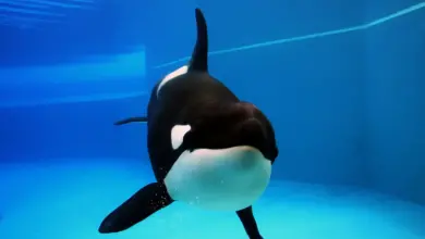 Orca Playing in a Pool What Eats Orcas