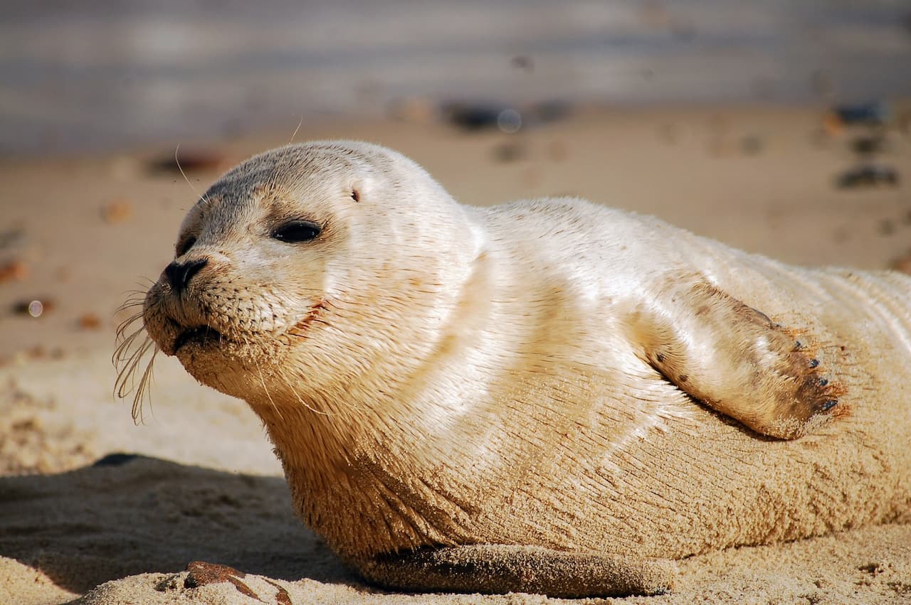 What Eats Seals? What Do Seals Eat? | What Eats