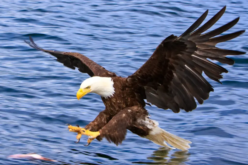 Bald Eagles Attacking A Fish