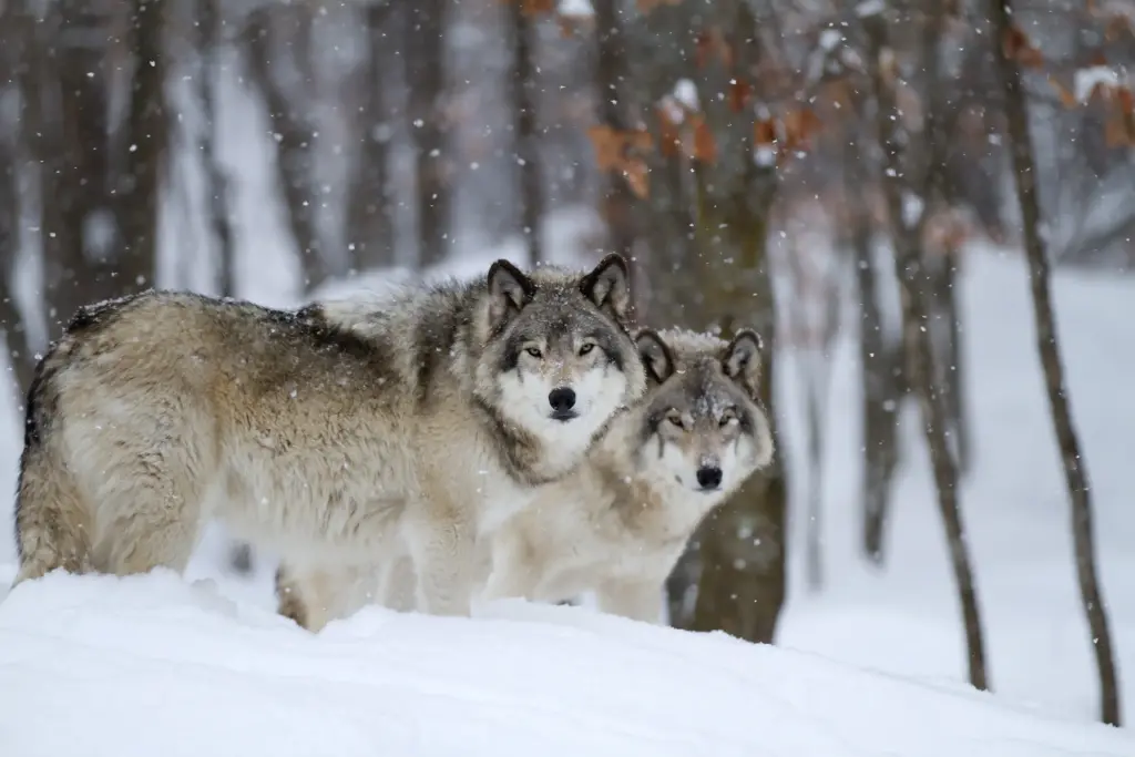 Grey Wolves in the Winter Snow