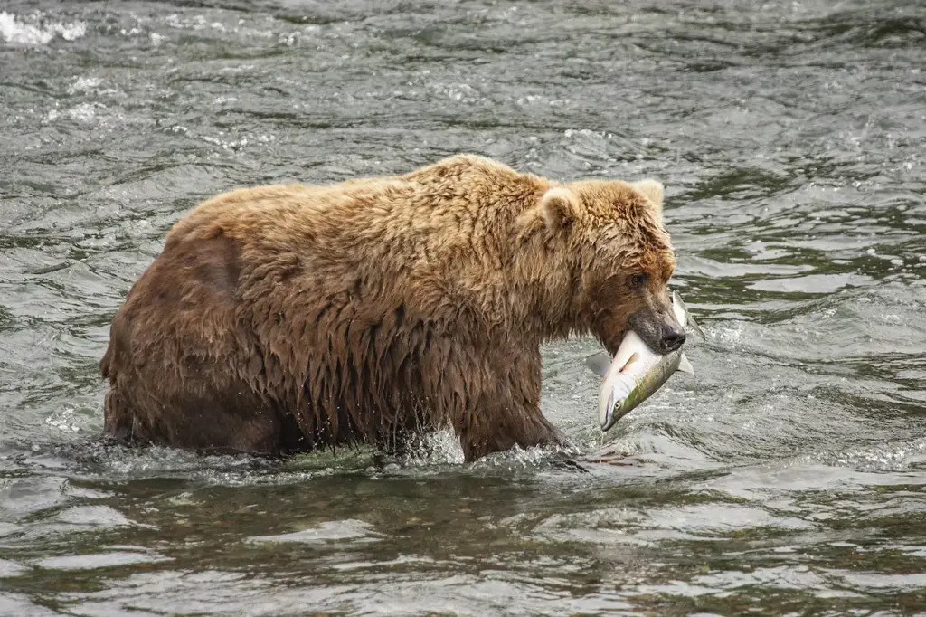 Grizzly Bears Fishing for Salmon 