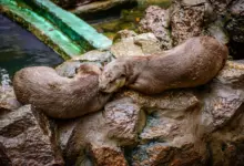 Two Beavers are Sleeping on the Stone What Eats Beavers