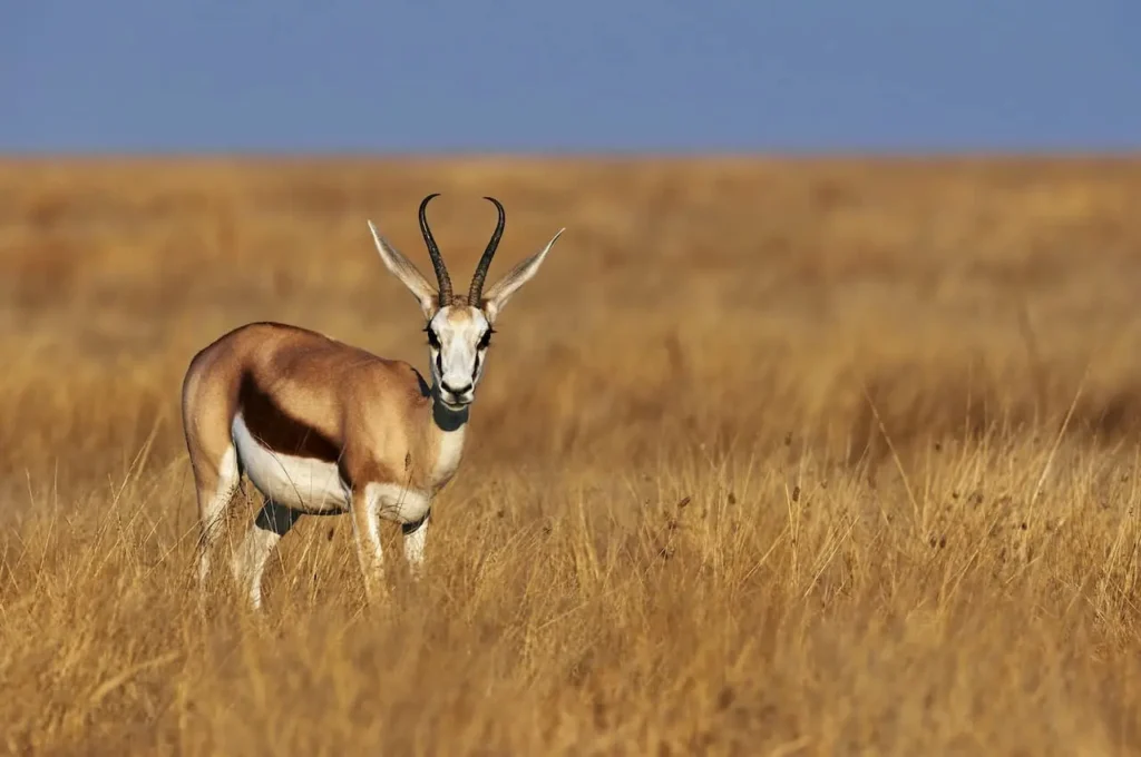 What is a Herbivore Gazelle In Field