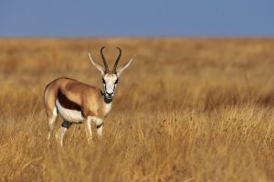 What is a Herbivore Gazelle In Field