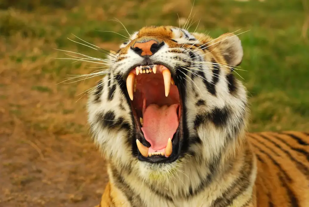 Closeup Image of a Roaring Tiger 